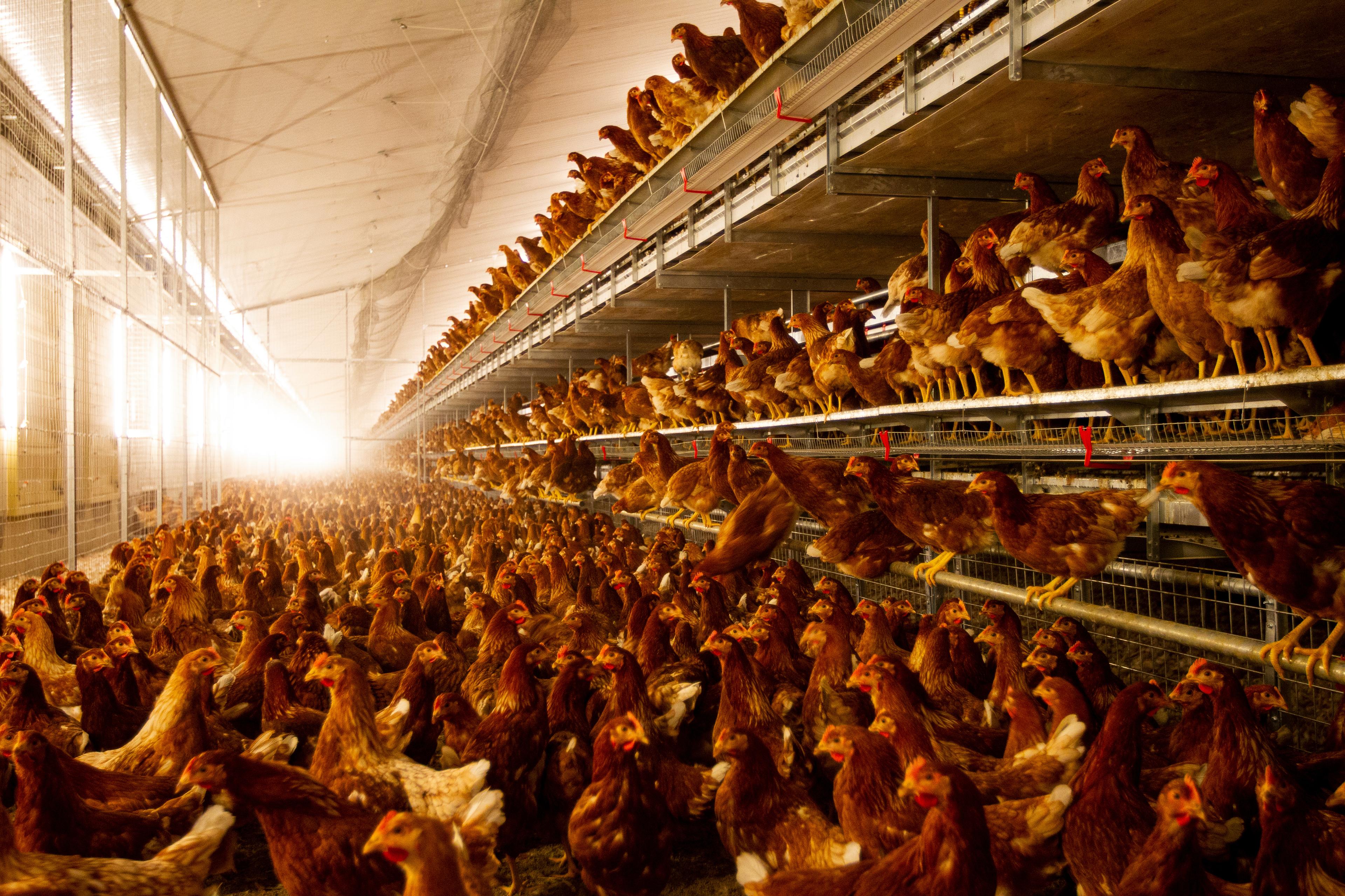 Farm Chickens in Hen House